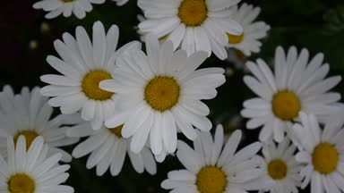 Flowerbed video görüntüleri üzerinde büyüyen papatya çiçekleri yakın çekim.