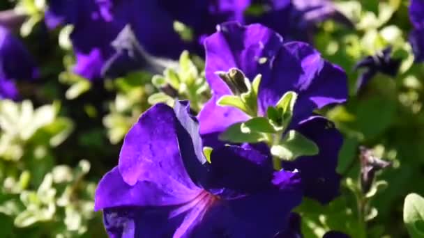 Paarse Petunia's zwaaiend in de wind — Stockvideo