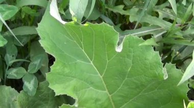 Daha az dulavratotu yeşil yaprakları. Arctium. HD video.