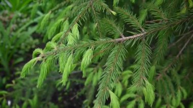 Genç hafif rüzgar esintiyle hareketli köknar ağacı dalı yeşil. Portre.