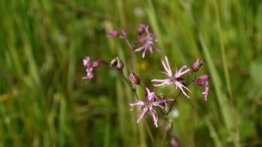 Düzensiz Robin. Lychnis flos cuculi aşırı yakın çekim alanında Avrupa tesisleri.