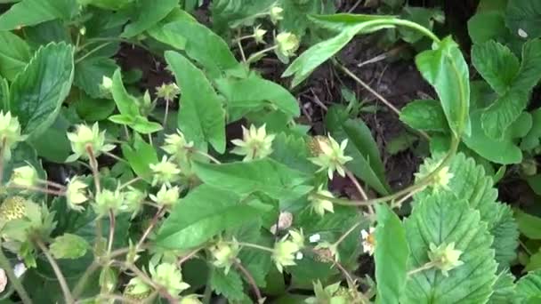 Fresas en la cama del jardín. Vídeo HD de imágenes de cámara de movimiento con steadicam . — Vídeo de stock