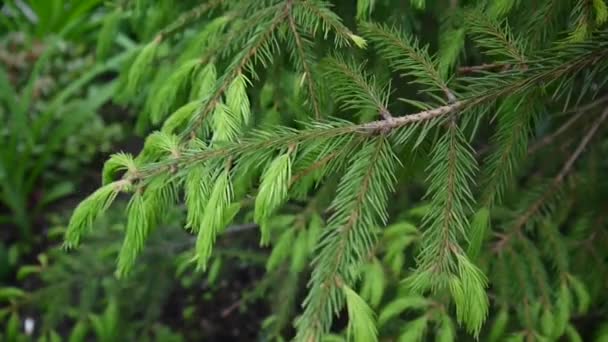 Giovane ramo di abete verde che si muove nella leggera brezza del vento. Primo piano . — Video Stock