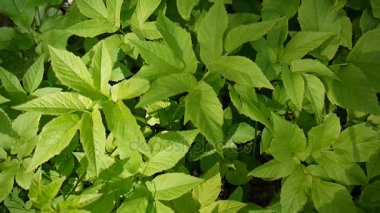 Bahar Aegopodium podagraria çim. Tıbbi yabani bitki. Statik kamera.