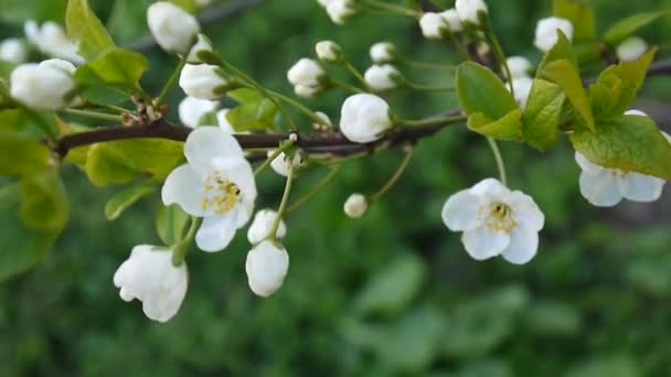 Flor árbol cielo cerezo rama floreciendo en el viento — Vídeo de stock