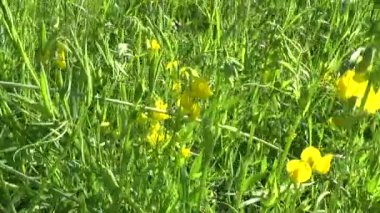 Otlak kır çiçeği çayırda rütbe. HD video görüntüleri panorama hareket kamera. Lathyrus pratensis