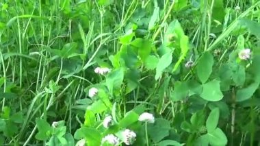 Çayır çimen panorama Steadicam kullanarak. Video görüntüleri hareketli kamera.