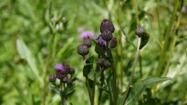 Sürünen thistle veya pembe ekmek-thistle. Bloosoming Cirsium arvense video görüntüleri statik kamera.