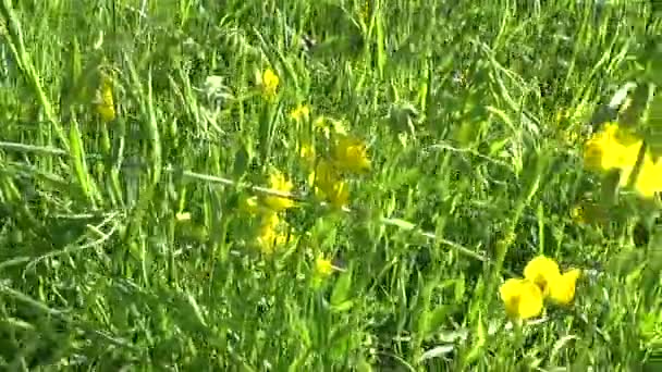 Rangi użytków zielonych Dziki kwiat na łące. HD wideo kamery motion panorama. Lathyrus pratensis — Wideo stockowe