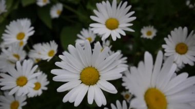 Flowerbed video görüntüleri üzerinde büyüyen papatya çiçekleri yakın çekim.
