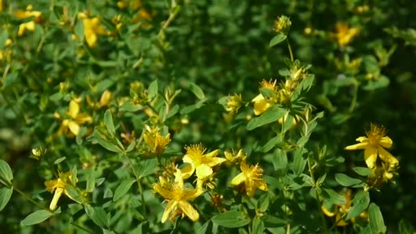 Αγίου Johns wort, φαρμακευτικό φυτό με το λουλούδι στο πεδίο. — Αρχείο Βίντεο