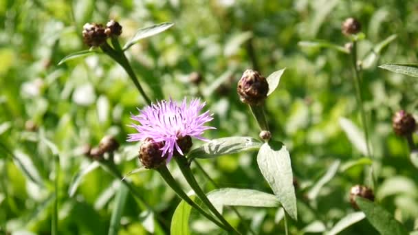 Meadow Knapweed. Centaurea jacea flor en el campo de verano — Vídeos de Stock