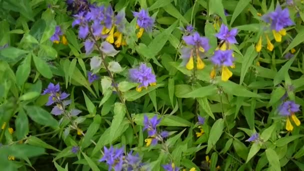 야생 꽃 나무 암소입니다. 여름 풀밭에서 가까이 Melampyrum nemorosum — 비디오