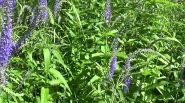 Veronica longifolia. Kır çiçeği alanında. Video görüntüleri hareketli kamera.