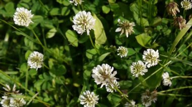 Beyaz yonca flover alanında. HD video görüntüleri statik kamera.