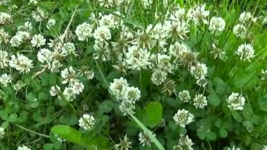 Beyaz yonca flover alanında. HD video çekim Hd video görüntüleri hareket fotoğraf makinesi. Panorama.