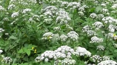 Yaz aylarında çiçek açan aegopodium podagraria çim. Tıbbi yabani bitki. Canlı panorama, kamera hareketli.