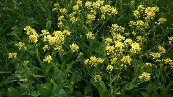 Gele bloem van verkrachting. Winter tuinkers. (Brassicaceae). Statische camera. — Stockvideo