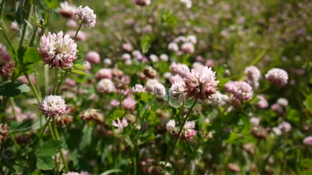 Il trifoglio fiorisce in un campo in estate. Trifolio medio . — Video Stock