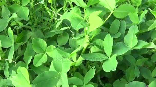 Vert trèfle frais feuilles vidéo HD caméra de mouvement prise de vue vidéo HD. Panorama . — Video