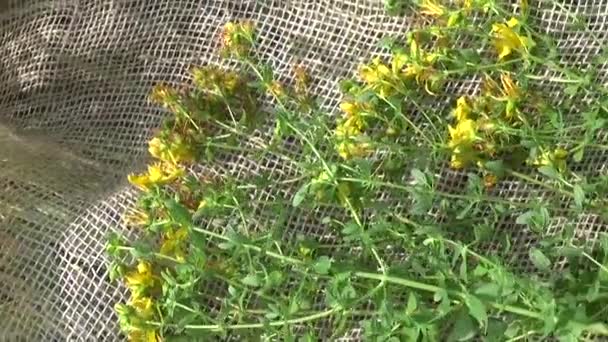 Millepertuis ramassé dans le champ sur la toile de jute. Récolte de plantes médicinales en été. Caméra de mouvement panoramique avec steadicam . — Video