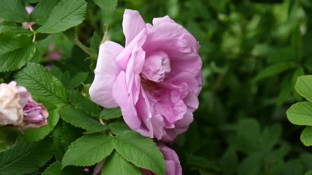 Rose fleur rose gros plan. Images vidéo par une caméra statique . — Video