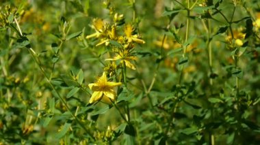 St Johns wort, tıbbi bitki çiçek alanında.