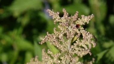 Yaz rüzgar esintisi çiçek açan ısırgan. Statik kamera Hd video görüntüleri