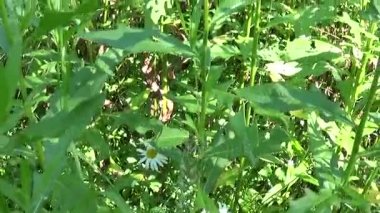 Sürünen thistle veya pembe ekmek-thistle. Bloosoming Cirsium arvense video görüntüleri panorama hareketli kamera.