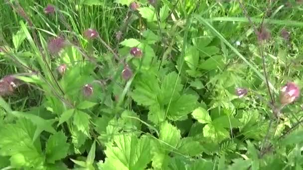 Wasseraven, Purpuraven geum rivale wächst in Sümpfen und feuchten Wiesen. Aufnahmen von Zeitlupenkameras aus nächster Nähe — Stockvideo