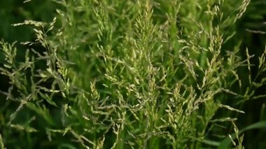 Bir alan Poa pratensis ortak çayır çim. Konik panicles bitki de Kentucky bluegrass denir.