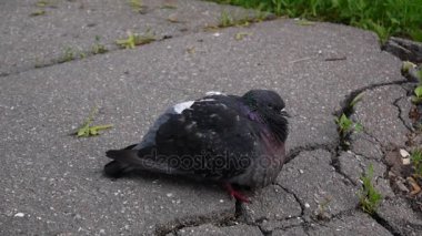 Güvercin Columba livia kaldırımda kalsın. Görüntüleri film.