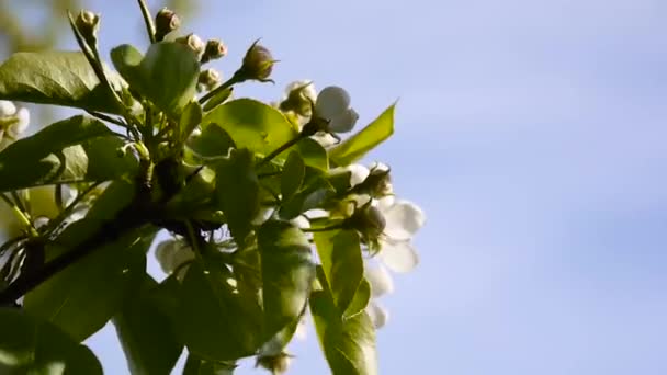 Bela árvore de maçã florescente na primavera do vento no jardim. Câmera estática. Céu azul fundo . — Vídeo de Stock