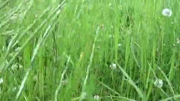 Zielona trawa w lato pole ruchu kamery subiektywne zamykanie nagrania — Wideo stockowe