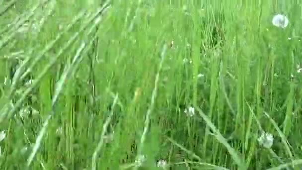 Grama verde no verão movimento de campo câmera subjetiva imagens de fechamento — Vídeo de Stock