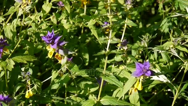 Flores selvagens vaca de madeira. Melampyrum nemorosum perto no prado de verão — Vídeo de Stock