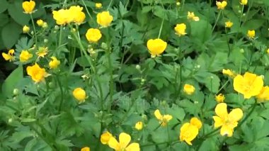 Bahar çiçek Düğünçiçeği soğanlı çiçek açan parlak sarı. Steadicam hareketlerle panorama çekim.