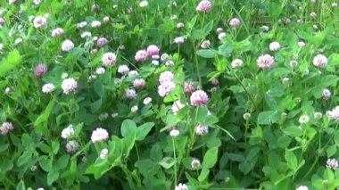Çayır çimen panorama Steadicam kullanarak. Video görüntüleri hareket kamera. Yaklaşım ile dikey Panoraması.
