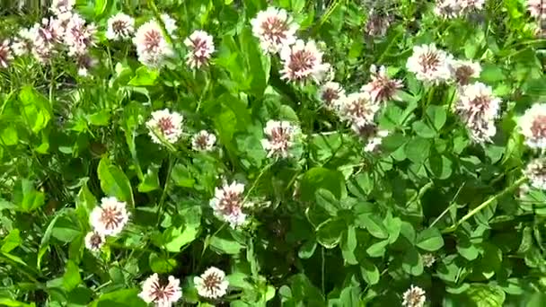 White clover flover in the field. HD video footage motion camera shooting HD video. Panorama. — Stock Video