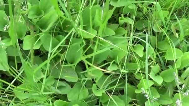 Plantago plante sauvage verte majeure, plantain, plante médicinale. Vidéo HD tournage avec steadicam. Panorama au ralenti de feuilles vibrantes en gros plan . — Video