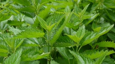 Bahar Rüzgar Rüzgar taze yeşil ısırgan. Urtica dioica. Video görüntüleri statik kamera.