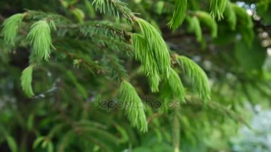 Genç hafif rüzgar esintiyle hareketli köknar ağacı dalı yeşil. Portre.