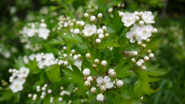Detail květu květů hlohu kymácející a zaměření zelené pozadí. Bílé květy cratagus mongyna, Crataegus monogyna. — Stock video