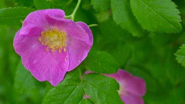 Rosa blomma vilda ros närbild. Videofilmer av en statisk kamera. — Stockvideo