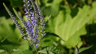 Veronica longifolia. Kır çiçeği alanında. Video görüntüleri statik kamera.