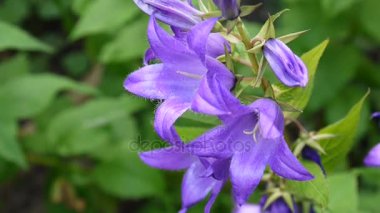 Güzel doğa sahne flowerbed üzerinde çiçek açan campanulas çiçekli. Video görüntüleri statik kamera.