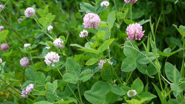 Lóhere virág nyáron mezőjében. Trifolium közepes. Süt a nap. — Stock videók