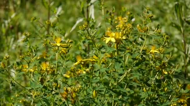 Hierba de San Juan, planta medicinal con flor en el campo . — Vídeo de stock