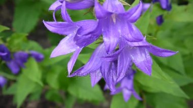 Güzel doğa sahne flowerbed üzerinde çiçek açan campanulas çiçekli. Video görüntüleri statik kamera.