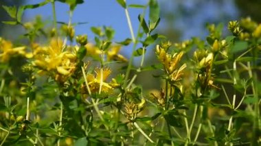 St Johns wort, tıbbi bitki çiçek alanında.